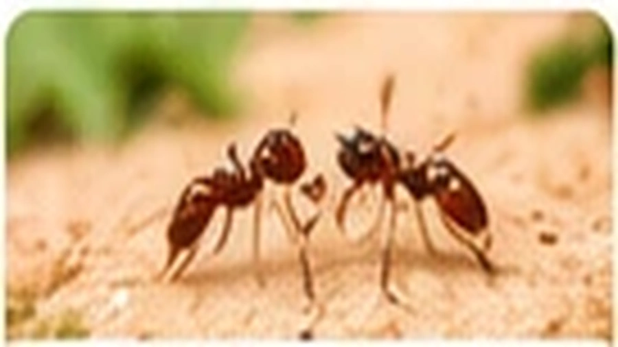 Ant Control