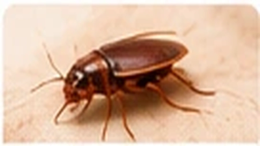 Cockroach Control
